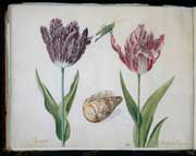 Image of Two Tulips, a Shell and an Insect by Jacob Marrel